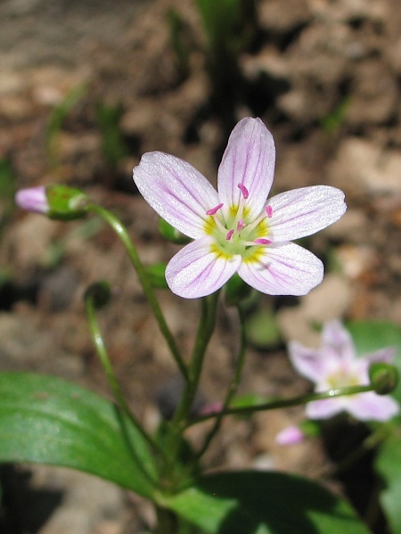 Claytonia lanceolata